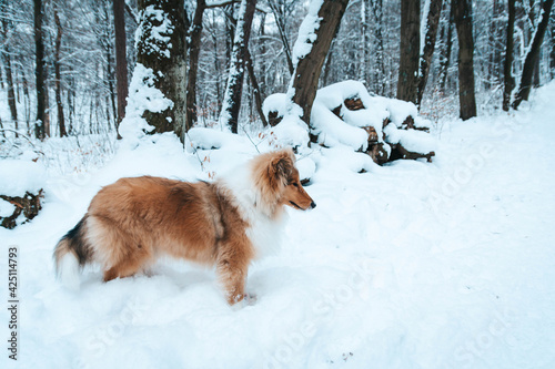 Owczarek szkocki zimą, szczeniak w śniegu, pies lassie © Nicoletta