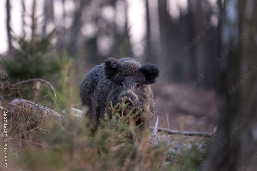 Wild boar searching for food.  European nature. Common wild pig during spring season. Nature in the forest. 