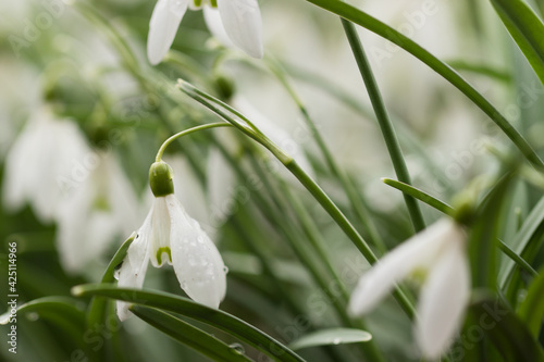 snowdrop flowers in spring