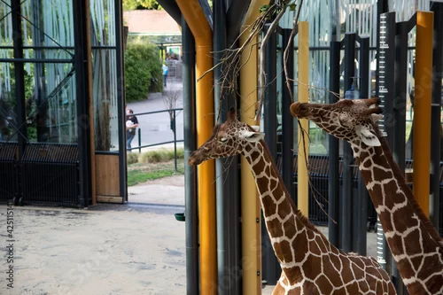 Obraz Dwie żyrafy skubią gałązki