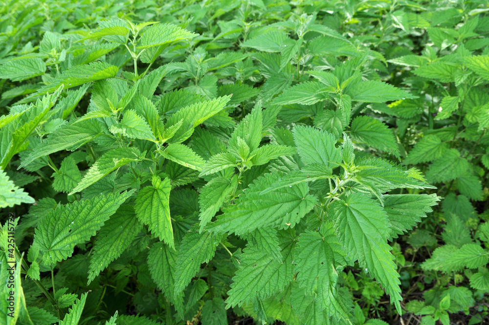 Natural overgrown nettles dioecious (Urtica dioica). Natural overgrown nettles dioecious (Urtica dioica).