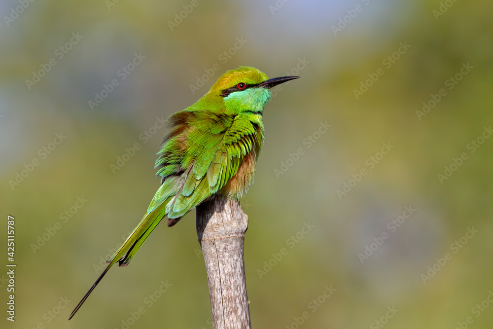 Obraz premium Green Bee-eater. The green bee-eater, also known as little green bee-eater, is a near passerine bird in the bee-eater family.
