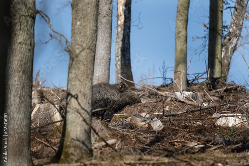 Wild boar searching for food. European nature. Common wild pig during spring season. Nature in the forest. 