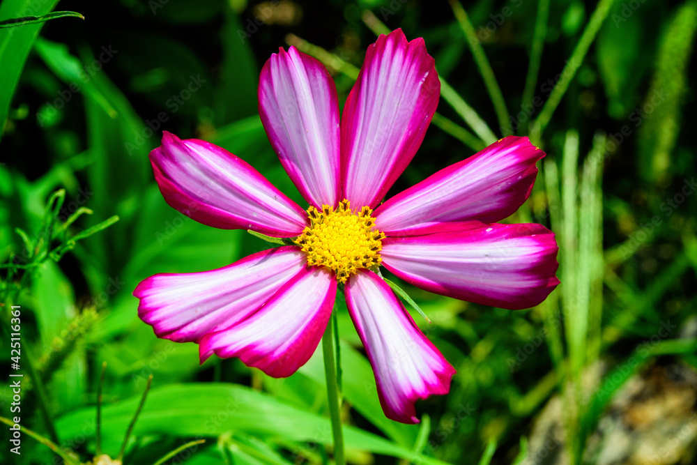Lilac-white flower Cosmea (Latin: Cosmos) in garden close up. Cosmea flower on background green leaves.