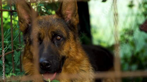 Image of a german shepherd at a small dog kennel