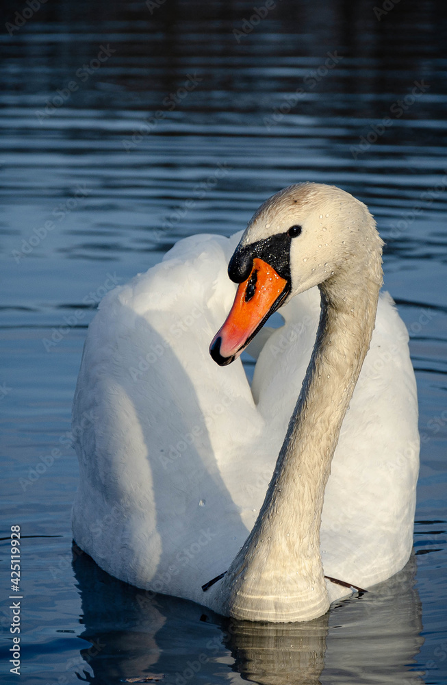 Obraz premium łabędź z bliska