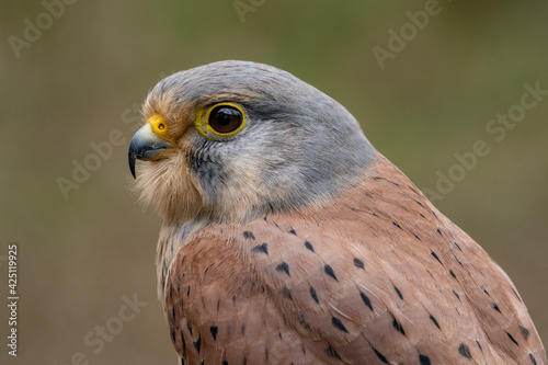 Kestrel, European common bird of prey, wildlife in Britain. Male Kestrel hovering raptor and hunter. falco tinnunculus