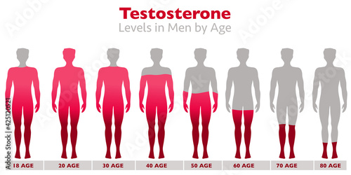 rates in the body of men with age. high and low levels. Gray silhouette of male, red occupancy rate. Growth, aging, sexual health, libido ratio. Illustration vector