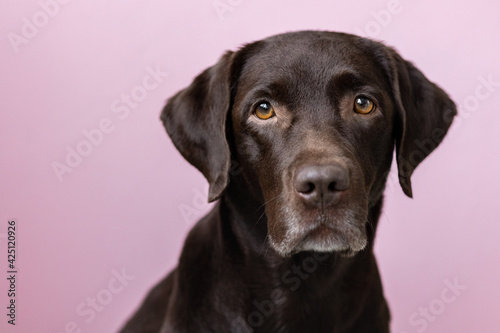 A chocolate-colored Labrador retriever dog looks into the camera, against a pink background. dog and human friendship, care and love for pets © MyJuly