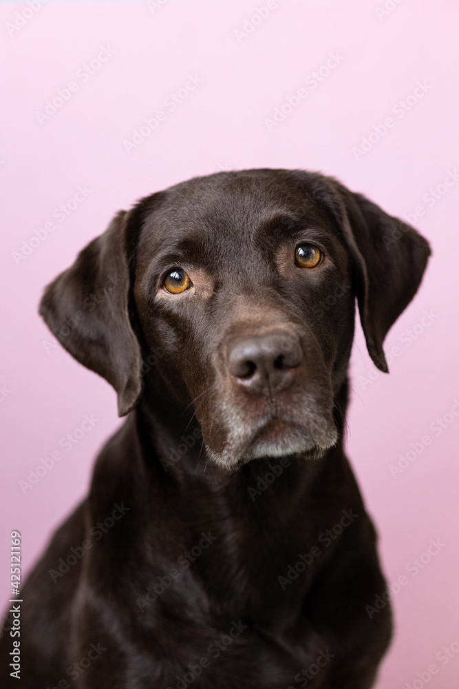 A chocolate-colored Labrador retriever dog looks into the camera, against a pink background. dog and human friendship, care and love for pets