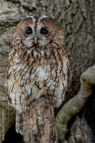 Tawny Owl (Strix aluco) with brown feathers and big black eyes, night time hunting owl known for it's Twit - Too call