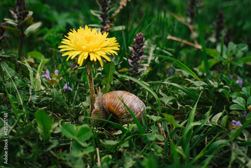 A snail sitting on the grass looking on the flower