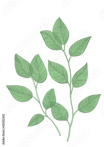 green leaves isolated on white © amiso.design 