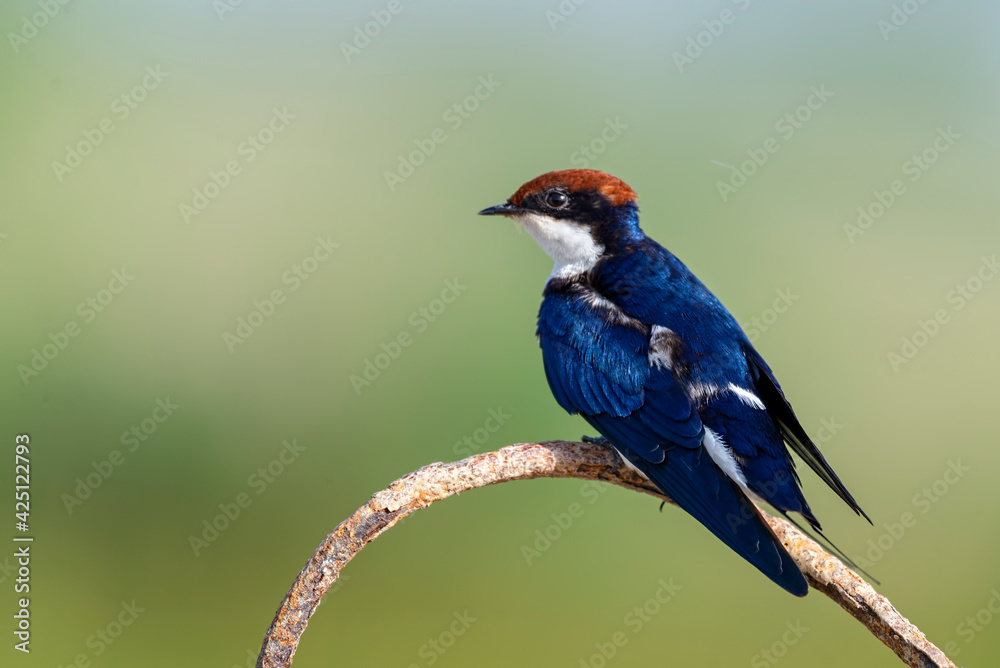 Wire tailed-swallow.
The wire-tailed swallow is a small passerine bird in the swallow family.