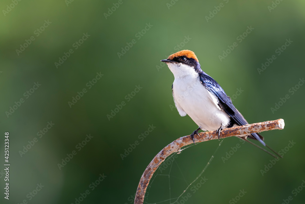 Wire tailed-swallow.
The wire-tailed swallow is a small passerine bird in the swallow family. Wire tailed-swallow.
The wire-tailed swallow is a small passerine bird in the swallow family.