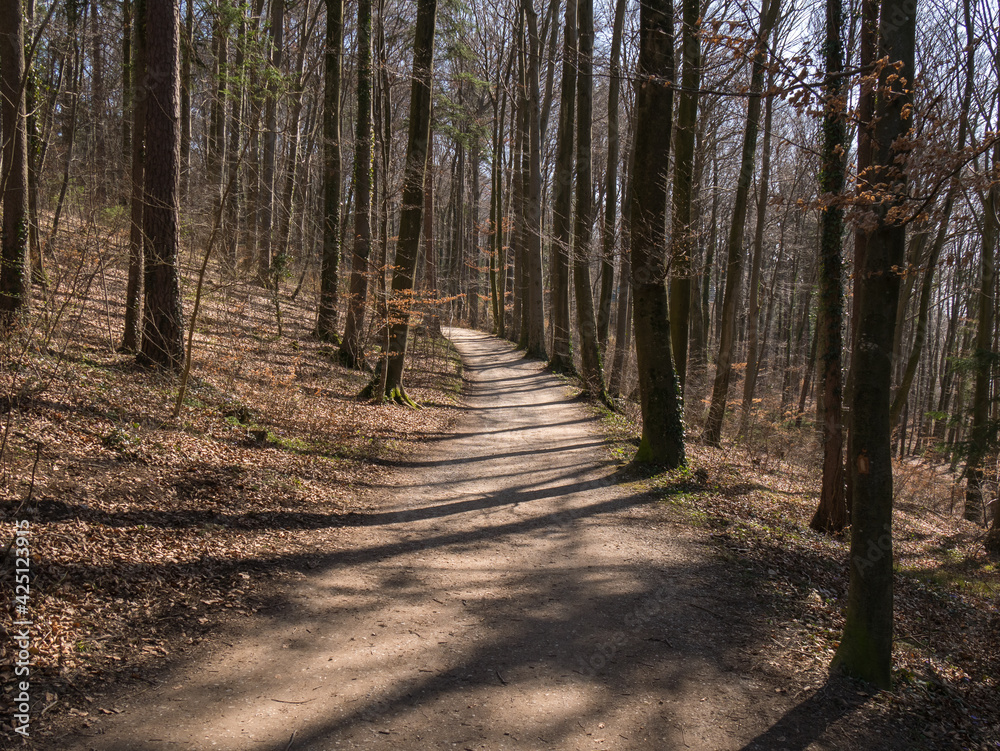 Path through the forest in the spring