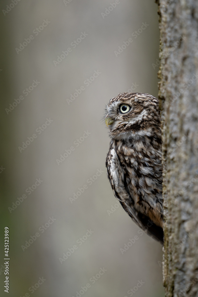 European Little Owl (Athene noctua) in the Yorkshire Countryside camouflaged against a tree European Little Owl (Athene noctua) in the Yorkshire Countryside camouflaged against a tree