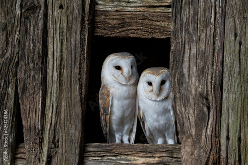 Barn Owls, adult male and female European Barn owls (tyto alba) in a small barn window looking out.  photo