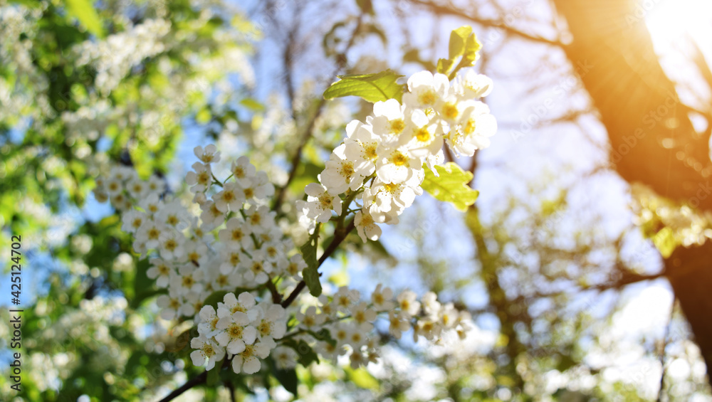 Spring flowering background. Beautiful nature scene with a flowering tree and sun flares. Sunny day. Spring flowers. Beautiful garden. Abstract blurred background. In the spring Spring flowering background. Beautiful nature scene with a flowering tree and sun flares. Sunny day. Spring flowers. Beautiful garden. Abstract blurred background. In the spring