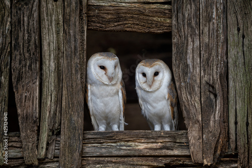 European Barn owl pair of male and female white owls (Tyto Alba) looking out of a barn window.  photo
