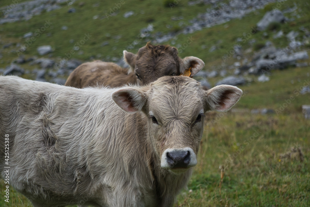 cows grazing and drinking water in the Soaso circus in the Ordesa y Monte Perdido National Park, in the Aragonese Pyrenees, located in Huesca, Spain.