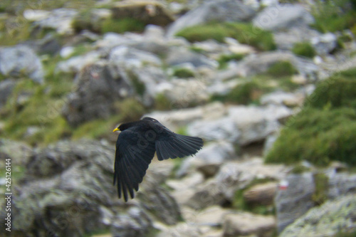 birds in the Soaso circus in the Ordesa y Monte Perdido National Park, in the Aragonese Pyrenees, located in Huesca, Spain. photo