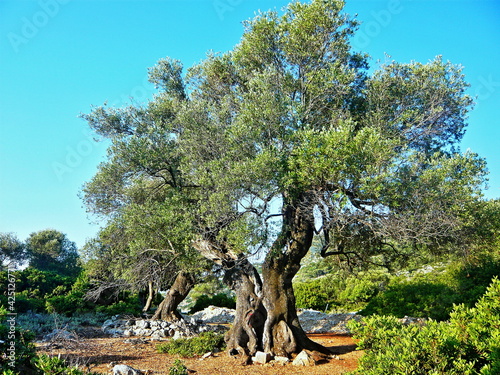 Greece, the island of Ithaki -view on the old olive tree