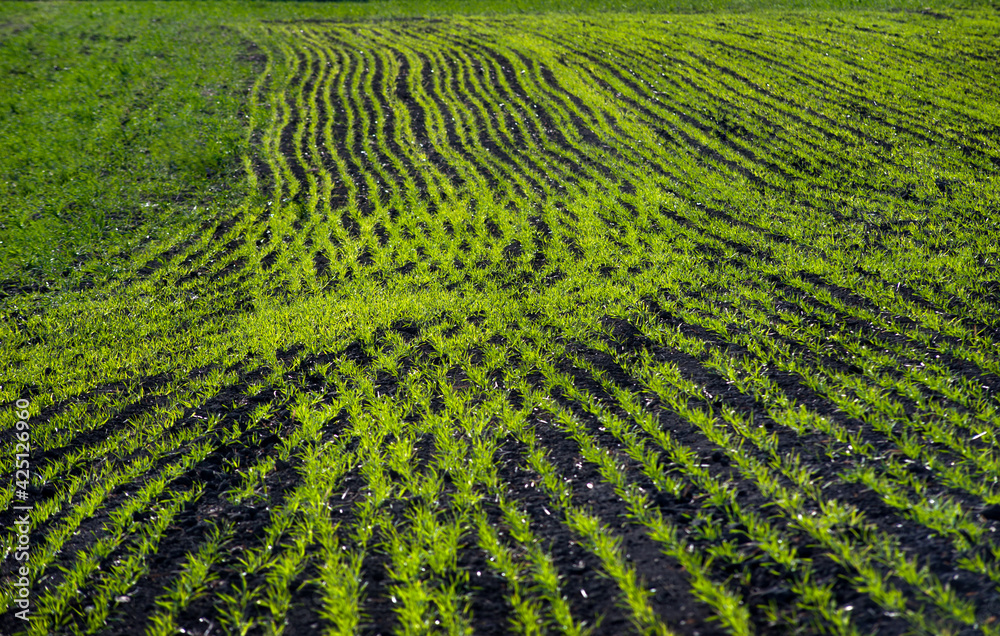 pattern rows of green young grass planted with wheat or rye field pattern rows of green young grass planted with wheat or rye field