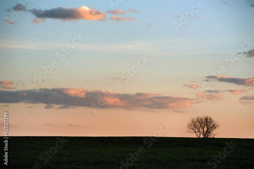 silhouette of a lone tree in a field on a background of picturesque evening sky.