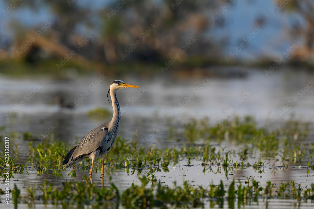 The Grey heron standing in the shallow water of the Kerkini lake. A wild bird from Greece. The Grey heron standing in the shallow water of the Kerkini lake. A wild bird from Greece.