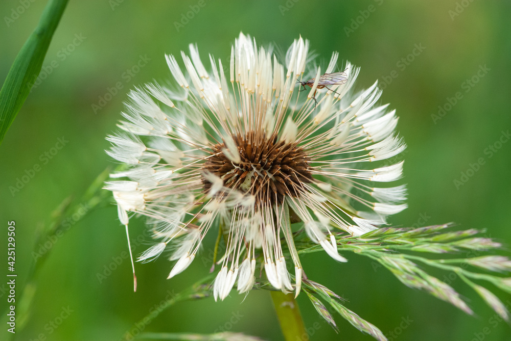 Close-up white wet air dandelion with a lot of details in spring in meadow with seeds after rain with insect