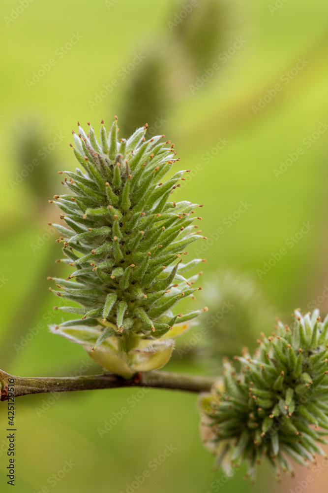 Bourgeons de sapin photographiés en macro au début de printemps - bourgeons de conifères Bourgeons de sapin photographiés en macro au début de printemps - bourgeons de conifères