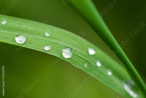 Rain drops on blade of green grass