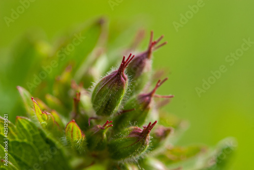 Close-up buds of alpine flower in spring on a sunny day on green background