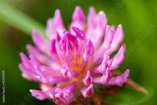 Close-up purple inflorescence of violet clover  trefoil  in spring on a sunny day