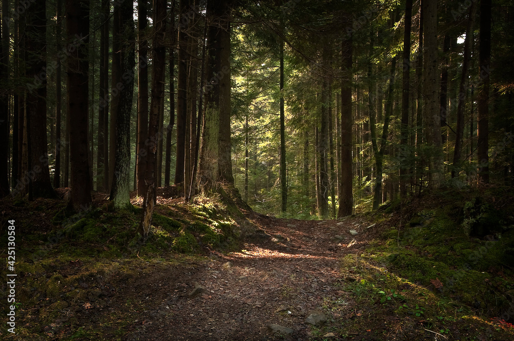 Obraz premium Leśna droga.
