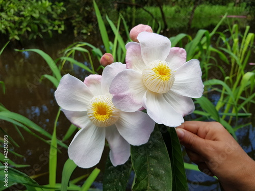 
Beautiful, fragrant Gustavia hexapetala flower, Lecythidaceae family. Amazon rainforest, Brazil 
 photo