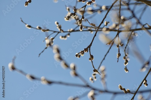 branch of a willow against blue sky
