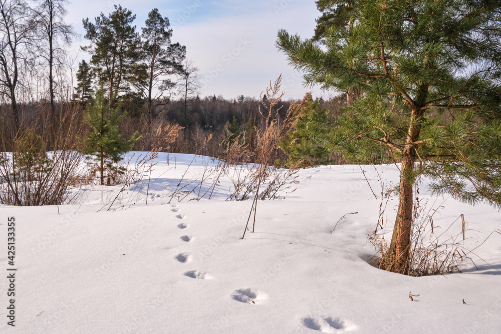 Animal footprints in the snow lead to the forest. High quality photo