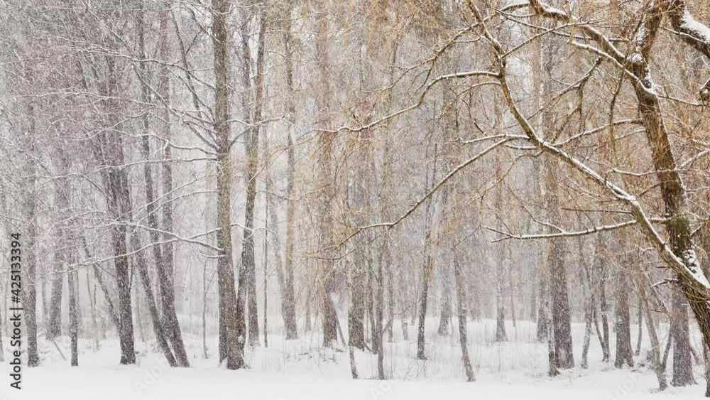 Slow video as goes a heavy snow in the wood, Large flakes of snow, wild park, winter trees, the massif from a trunk of trees, blizzard. Forest abstract background, slow motion, nobody Slow video as goes a heavy snow in the wood, Large flakes of snow, wild park, winter trees, the massif from a trunk of trees, blizzard. Forest abstract background, slow motion, nobody