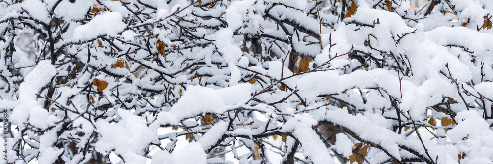 Snow on the branches of trees and bushes after a snowfall. Beautiful winter background with snow-covered trees. Plants in a winter park. Cold snowy weather. Cool texture of fresh snow. Panorama Snow on the branches of trees and bushes after a snowfall. Beautiful winter background with snow-covered trees. Plants in a winter park. Cold snowy weather. Cool texture of fresh snow. Panorama