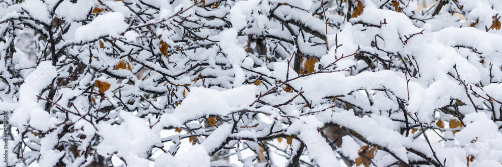 Snow on the branches of trees and bushes after a snowfall. Beautiful winter background with snow-covered trees. Plants in a winter park. Cold snowy weather. Cool texture of fresh snow. Panorama