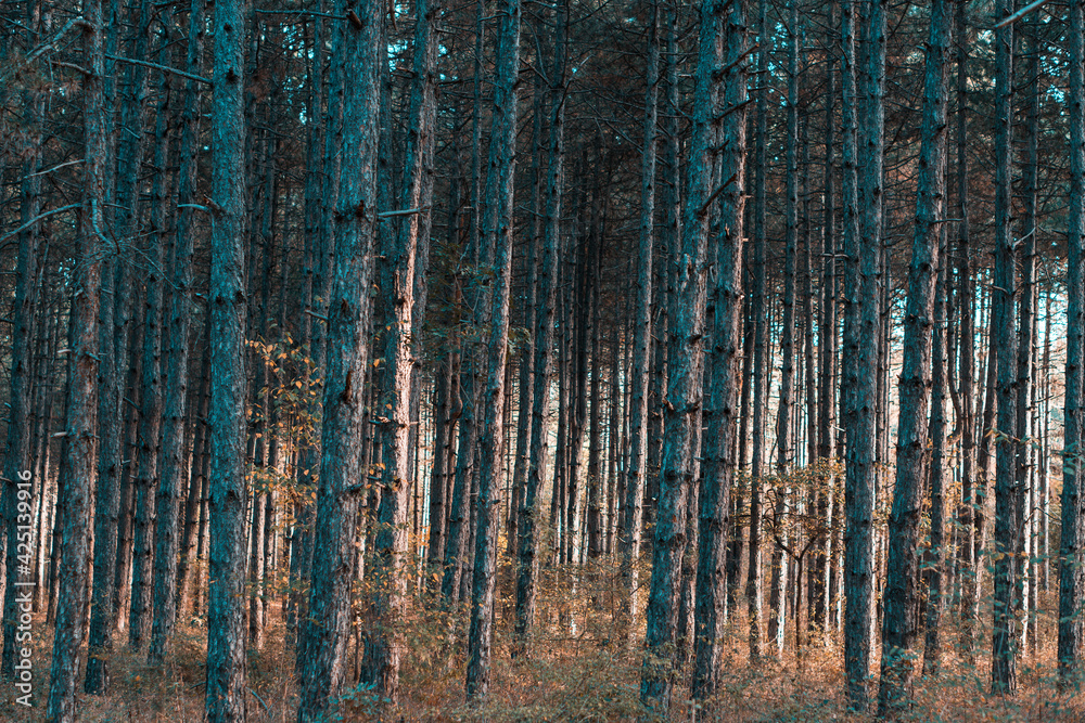 tall thin trees during sunrise in a forest near Kozani, Greece tall thin trees during sunrise in a forest near Kozani, Greece