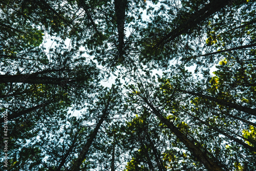 Fototapeta premium Bottom view of tall trees in a forest near Kozani, Greece