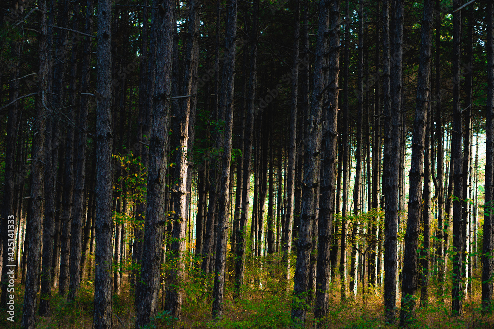 tall thin trees during sunrise in a forest near Kozani, Greece