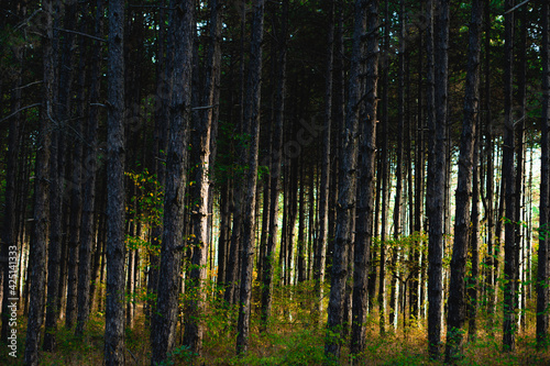 tall thin trees during sunrise in a forest near Kozani, Greece