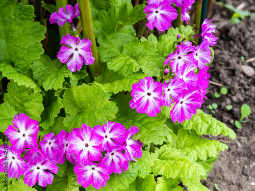 Japanese primrose blooming with violet flowers in early spring, closeup with selective focus