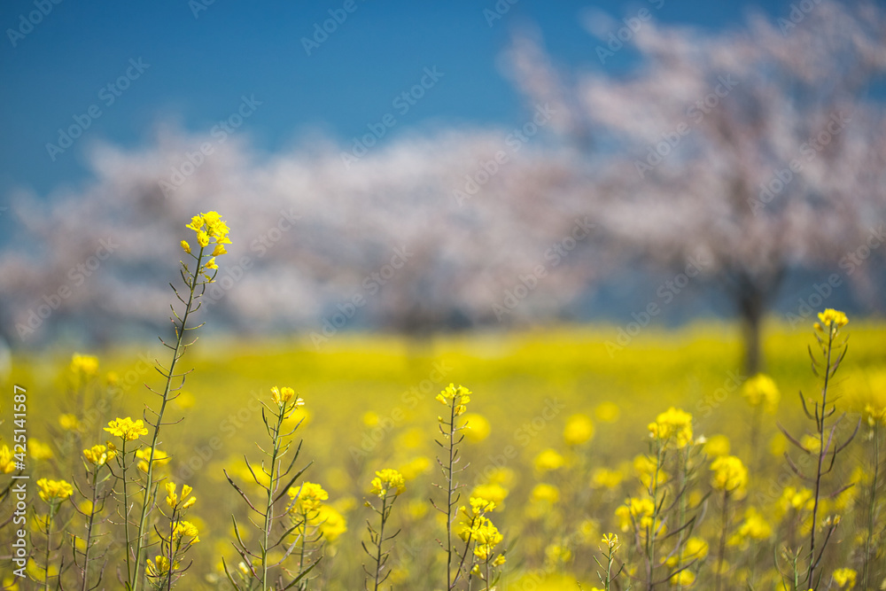 Fototapeta premium 菜の花の背景に桜