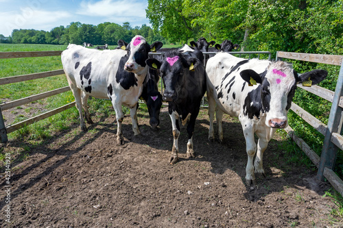 A group of fenced-in big cow heifers marked with a purple spot on top of their heads