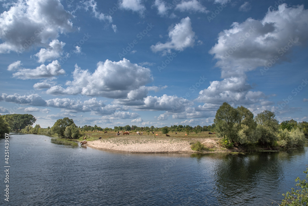 Cows at a watering hole on the sandy beach of the river in the hot summer under a blue cloudy sky.